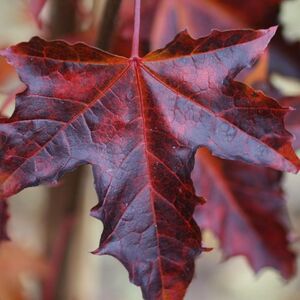 КЛЕН ОСТРОЛИСТНЫЙ «КРИМСОН СЕНТРИ»