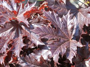 КЛЕН ОСТРОЛИСТНЫЙ «КРИМСОН СЕНТРИ»