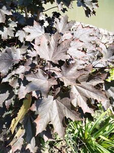 КЛЕН ОСТРОЛИСТНЫЙ «КРИМСОН СЕНТРИ»