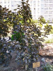 КЛЕН ОСТРОЛИСТНЫЙ «КРИМСОН СЕНТРИ»