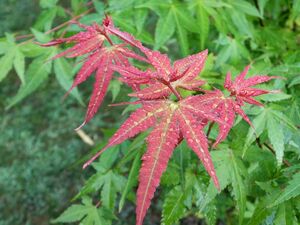 КЛЕН ОСТРОЛИСТНЫЙ «ПАЛДИСКИ»