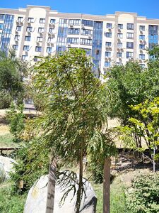 КЛЕН ОСТРОЛИСТНЫЙ «ПАЛДИСКИ»