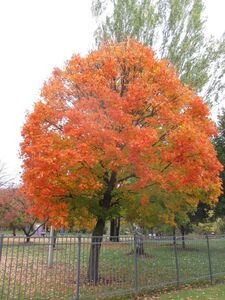 КЛЕН САХАРНЫЙ 