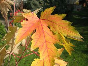 КЛЕН САХАРНЫЙ 