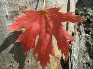 КЛЕН САХАРНЫЙ 