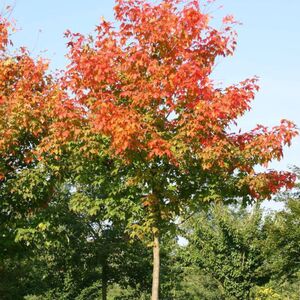 КЛЕН САХАРНЫЙ 