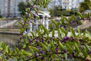 КРАСИВОПЛОДНИК, КАЛЛИКАРПА