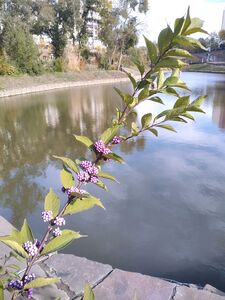 КРАСИВОПЛОДНИК, КАЛЛИКАРПА