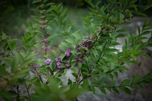 КРАСИВОПЛОДНИК, КАЛЛИКАРПА