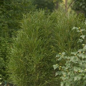 КРУШИНА ЛОМКАЯ