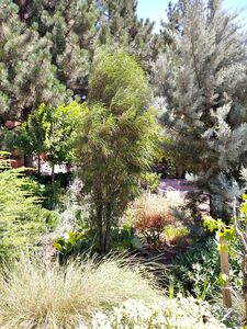 КРУШИНА ЛОМКАЯ