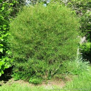 КРУШИНА ЛОМКАЯ