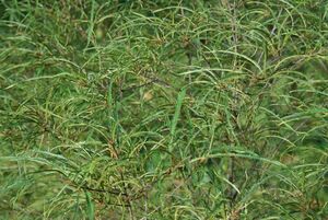 КРУШИНА ЛОМКАЯ