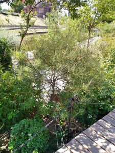 КРУШИНА ЛОМКАЯ