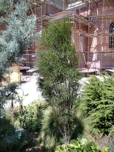 КРУШИНА ЛОМКАЯ