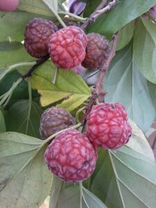 КУДРАНИЯ ТРИОСТРЕННАЯ, КЛУБНИЧНОЕ ДЕРЕВО