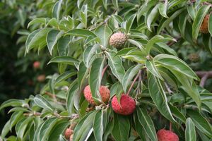 КУДРАНИЯ ТРИОСТРЕННАЯ, КЛУБНИЧНОЕ ДЕРЕВО