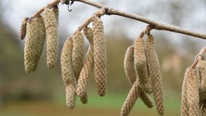 ЛЕЩИНА ДРЕВОВИДНАЯ, ОРЕХ МЕДВЕЖИЙ 