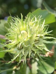 ЛЕЩИНА ДРЕВОВИДНАЯ, ОРЕХ МЕДВЕЖИЙ 