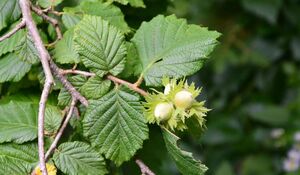 ЛЕЩИНА ДРЕВОВИДНАЯ, ОРЕХ МЕДВЕЖИЙ 