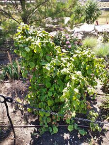 ЛЕЩИНА ДРЕВОВИДНАЯ, ОРЕХ МЕДВЕЖИЙ 