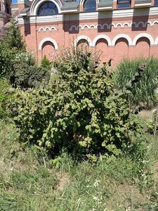 ЛЕЩИНА ОБЫКНОВЕННАЯ «КОНТОРТА», ФУНДУК 