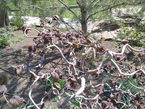 ЛЕЩИНА ОБЫКНОВЕННАЯ «КОНТОРТА», ФУНДУК 