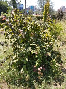 ЛЕЩИНА ОБЫКНОВЕННАЯ «КОНТОРТА», ФУНДУК 