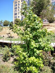 ЛИКВИДАМБАР СМОЛОНОСНЫЙ, АМБРОВОЕ ДЕРЕВО