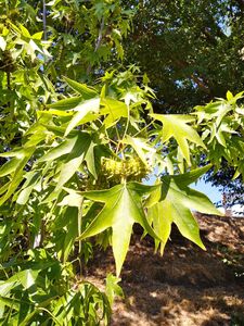 ЛИКВИДАМБАР СМОЛОНОСНЫЙ, АМБРОВОЕ ДЕРЕВО