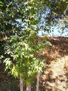 ЛИКВИДАМБАР СМОЛОНОСНЫЙ, АМБРОВОЕ ДЕРЕВО