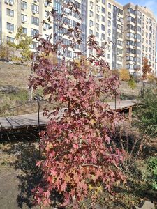 ЛИКВИДАМБАР СМОЛОНОСНЫЙ, АМБРОВОЕ ДЕРЕВО