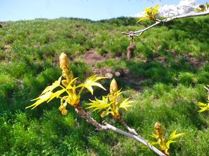 ЛИКВИДАМБАР СМОЛОНОСНЫЙ, АМБРОВОЕ ДЕРЕВО