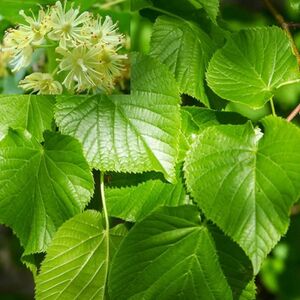 ЛИПА МЕЛКОЛИСТНАЯ, ЛИПА СЕРДЦЕВИДНАЯ