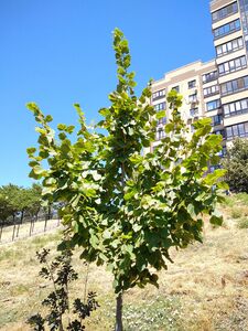 ЛИПА МЕЛКОЛИСТНАЯ, ЛИПА СЕРДЦЕВИДНАЯ