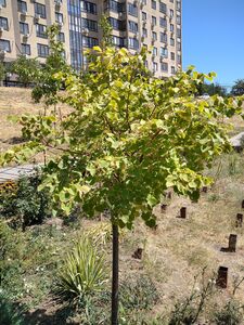 ЛИПА МЕЛКОЛИСТНАЯ, ЛИПА СЕРДЦЕВИДНАЯ