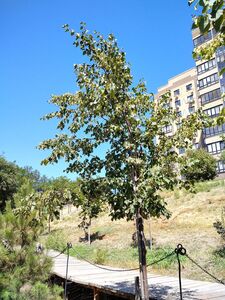 ЛИПА МЕЛКОЛИСТНАЯ, ЛИПА СЕРДЦЕВИДНАЯ