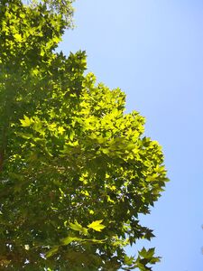 ЛИРИОДЕНДРОН ТЮЛЬПАНОВЫЙ, ТЮЛЬПАНОВОЕ ДЕРЕВО