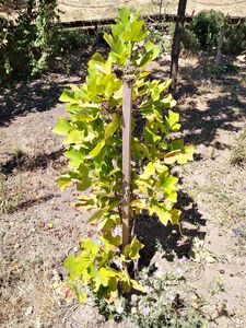 ЛИРИОДЕНДРОН ТЮЛЬПАНОВЫЙ, ТЮЛЬПАНОВОЕ ДЕРЕВО