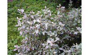 ЛОХ СЕРЕБРИСТЫЙ, ИЕРУСАЛИМСКАЯ ВЕРБА, ДИКАЯ МАСЛИНА