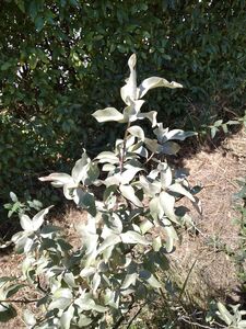 ЛОХ СЕРЕБРИСТЫЙ, ИЕРУСАЛИМСКАЯ ВЕРБА, ДИКАЯ МАСЛИНА