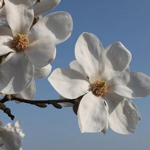 МАГНОЛИЯ КОБУС