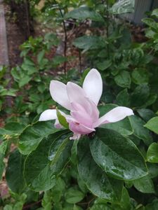 МАГНОЛИЯ СУЛАНЖА