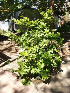 МАГНОЛИЯ СУЛАНЖА