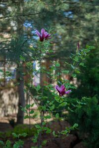 МАГНОЛИЯ СУЛАНЖА