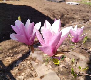 МАГНОЛИЯ СУЛАНЖА