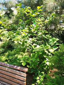 МАГНОЛИЯ СУЛАНЖА