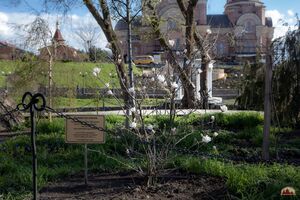 МАГНОЛИЯ ЗВЕЗДЧАТАЯ