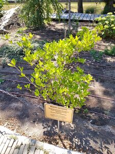 МАГНОЛИЯ ЗВЕЗДЧАТАЯ