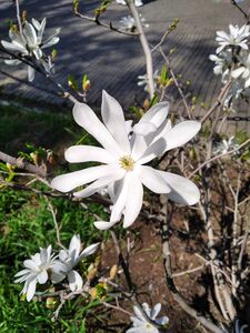 МАГНОЛИЯ ЗВЕЗДЧАТАЯ